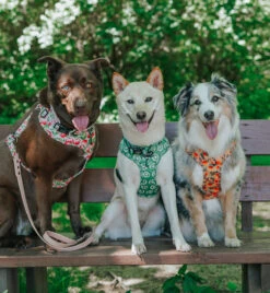 Dog Adjustable Harness - Apple Of My Eye -Furfinity Cheap Shop EUREKAPAWS 1 d2361726 4cb6 467f a7ad 3e64551f852f