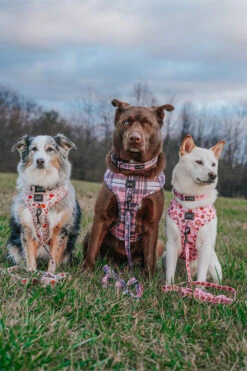 Dog Two Piece Bundle - Pawberry -Furfinity Cheap Shop EUREKAPAWS 2 6e806e8b 18b6 4d6b bf9f 9fd195b5b73e