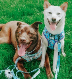 Dog Four Piece Bundle - STAR WARS™ The Child™ -Furfinity Cheap Shop EUREKAPAWS 37daf705 50c7 4a68 9652 51abac7e2e46