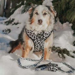 Dog Leash - Whole Milk 17 Dog Leash - Whole Milk -Furfinity Cheap Shop EUREKAPAWS 3 55acde80 0b94 41ed 98ad ade3d8121c6c 4