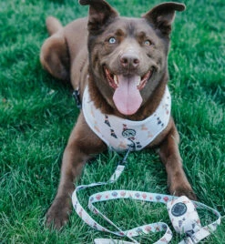 Dog Waste Bag Holder - Loyal Labradors -Furfinity Cheap Shop EUREKAPAWS 3 fc652511 6209 4b22 ab5a 485c2d89c8b9