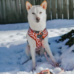 Dog Collar - Chocolate Milk -Furfinity Cheap Shop EUREKAPAWS 4 1dda67fc d988 46db 8a04 6d3da9c63fa9 3