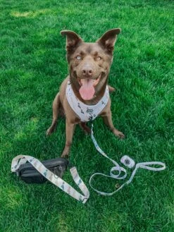 Dog Four Piece Bundle - Loyal Labradors -Furfinity Cheap Shop EUREKAPAWS 6