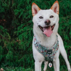 Dog Two Piece Bundle - Disney's Snow White -Furfinity Cheap Shop EUREKAPAWS 6452507b dd07 49cb 97ec 758b3f9bb709