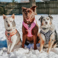 Dog Four Piece Bundle - Chocolate Milk -Furfinity Cheap Shop EUREKAPAWS 6 6c3b3bf1 635d 4c9a 996f e68c9e0b07d3