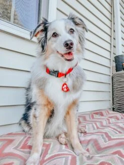 Collar Three Piece Bundle - Neon Red -Furfinity Cheap Shop EUREKAPAWS b1899a3d 9936 4eef 98f0 faae1d3fe8ca