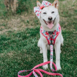 Dog Sailor Bow - Floral Frenzy -Furfinity Cheap Shop EUREKAPAWS ba994373 d7b7 4222 8938 bb2d9a398511