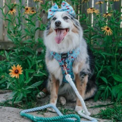 Dog Sailor Bow - Disney's Ariel -Furfinity Cheap Shop EUREKAPAWS c9eea44a f561 490b 8d9c 8ff0b377ef0e