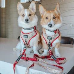 Dog Two Piece Bundle - Harry Potter™ Marauder's Map™ 34 Dog Two Piece Bundle - Harry Potter™ Marauder's Map™ -Furfinity Cheap Shop FLORIDACORGIS 3 c01bbc46 c1c0 423d 9c11 884dc0ad02cc