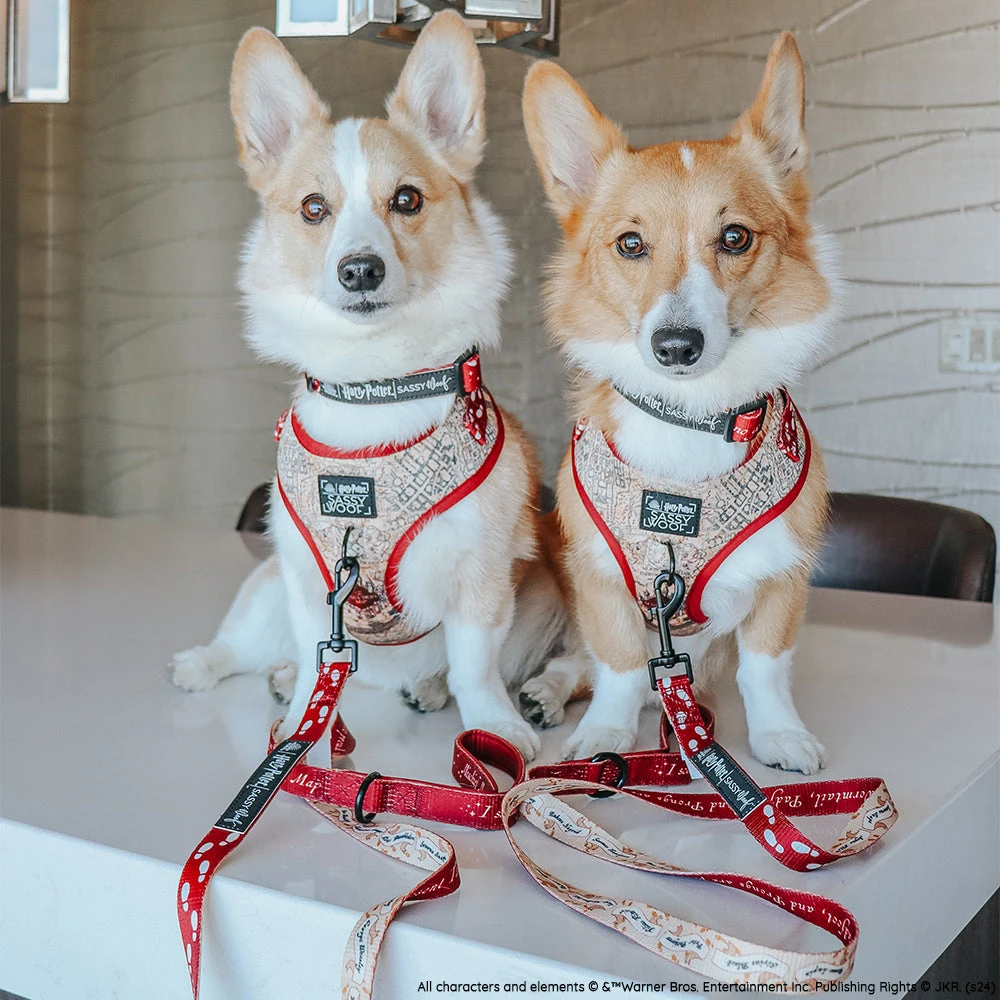 Dog Two Piece Bundle - Harry Potter™ Marauder's Map™ 15 Dog Two Piece Bundle - Harry Potter™ Marauder's Map™ - Image 13