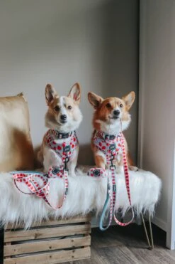 Dog Collar - I Woof You Berry Much -Furfinity Cheap Shop FLORIDACORGIS 3