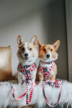 Dog Four Piece Bundle - I Woof You Berry Much -Furfinity Cheap Shop FLORIDACORGIS 4