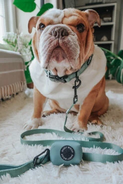 Collar Three Piece Bundle - Sage -Furfinity Cheap Shop FRANKIE THE BULLDAWG 1