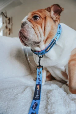 Dog Collar Three Piece Bundle - Hot Wheels™ -Furfinity Cheap Shop FRANKIE THE BULLDAWG 1 e4a1b768 e2aa 4a8f b679 55bf3775290e