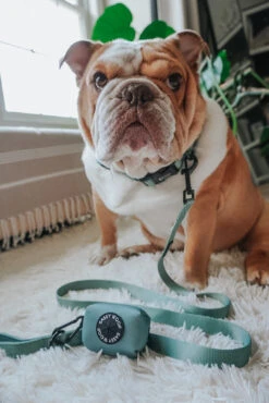 Dog Collar - Sage -Furfinity Cheap Shop FRANKIE THE BULLDAWG 2 931e36e2 65c5 48a0 bafd 794f5e45c5e3