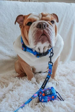 Dog Waste Bag Holder - Blue's Clues™ -Furfinity Cheap Shop FRANKIE THE BULLDAWG 2 ad261d8b 2f26 42ea ba06 76c7f6866164