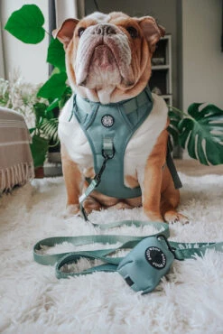Dog Waste Bag Holder - Sage 13 Dog Waste Bag Holder - Sage -Furfinity Cheap Shop FRANKIE THE BULLDAWG 3 4d8aba40 3e12 469a a5ef c4af2535ddac