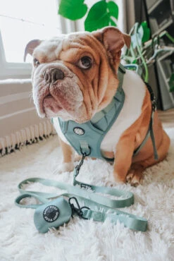 Dog Leash - Sage -Furfinity Cheap Shop FRANKIE THE BULLDAWG 4 f9275d3c dced 460a 945c 9904b27ae576