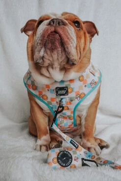 Dog Waste Bag Holder - Mush Love -Furfinity Cheap Shop FRANKIE THE BULLDOG 667481d1 b673 445d 8597 505341bbffef