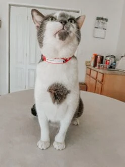 Cat Collar - Hello Kitty® Red Classic -Furfinity Cheap Shop FREDDIEMEOWCRY 2