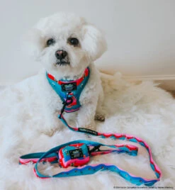 Dog Waste Bag Holder - SpongeBob SquarePants™ And Friends -Furfinity Cheap Shop FRISE AND FABULOUS 4 c20a0ad1 b470 46ac b8ce bde65b696499