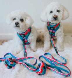 Dog Two Piece Bundle -SpongeBob SquarePants™ And Friends -Furfinity Cheap Shop FRISE AND FABULOUS 5