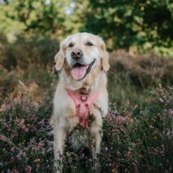 Dog Four Piece Bundle - Dolce Rose -Furfinity Cheap Shop Fall 22 Lulu 1