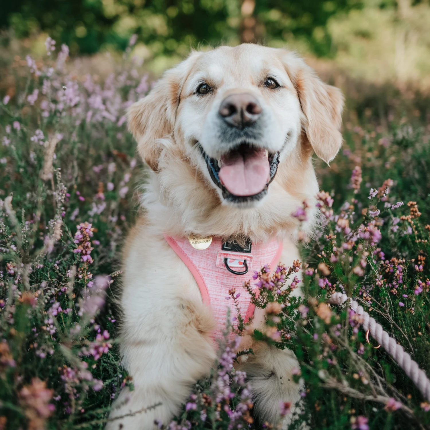 Dog Reversible Harness - Dolce Rose 17 Dog Reversible Harness - Dolce Rose - Image 15