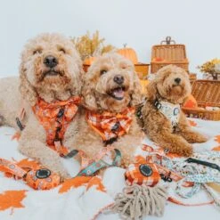 Dog Four Piece Bundle - Spiced Harvest -Furfinity Cheap Shop FallGRPUPPP 3