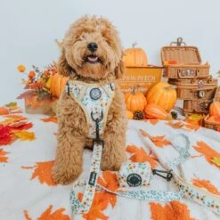 Dog Four Piece Bundle - Sunflower Dreams -Furfinity Cheap Shop FallInidivudals 6 5d201361 97be 4634 82df 679f4f432d57