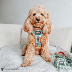 Dog Waste Bag Holder - Scooby-Doo™ -Furfinity Cheap Shop GEORGIA.THECAVAPOO 992e3f11 5c3d 4774 842e ff7c35804369