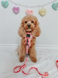 Dog Two Piece Bundle -Picnic Fur Two -Furfinity Cheap Shop GEORGIE.THECAVAPOO cd921608 50ee 4112 8c1f d9f473265ea8