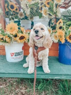 Dog Leash - Teddy -Furfinity Cheap Shop GEORGIEE.THE .COCKAPOO 1 4d5f8cba 73f3 4348 90c1 91359bf7f1ad