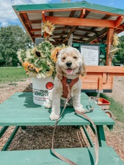 Dog Four Piece Bundle - Teddy -Furfinity Cheap Shop GEORGIEE.THE .COCKAPOO 3