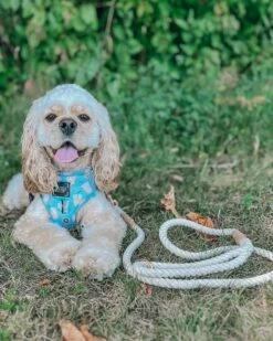 Dog Rope Leash - Dove -Furfinity Cheap Shop GIANNA AKAGIGITHECOKERSPA