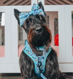 Dog Sailor Bow - Disney's Stitch -Furfinity Cheap Shop GINGER THESCOTTIEDOGGO 2