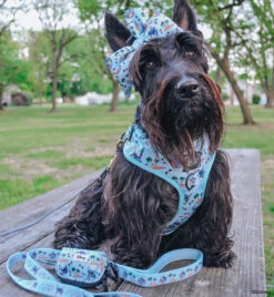 Dog Four Piece Bundle - Disney's Stitch 34 Dog Four Piece Bundle - Disney's Stitch -Furfinity Cheap Shop GINGER THESCOTTIEDOGGO 4