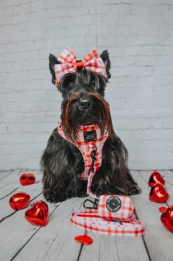 Dog Two Piece Bundle -Picnic Fur Two -Furfinity Cheap Shop GINGER THESCOTTIEDOGGO 1 3605260c b05d 434a a166 98ecad19e3c5