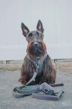 Dog Two Piece Bundle - Reflection -Furfinity Cheap Shop GINGER THESCOTTIEDOGGO 1 b7e34b0b 29c3 4261 b81d 81c0f630ae7b