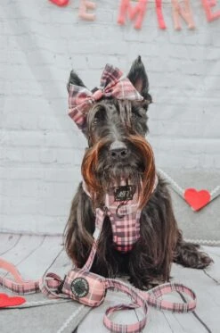 Dog Sailor Bow - Pawberry -Furfinity Cheap Shop GINGER THESCOTTIEDOGGO 1 e3c8f092 777e 428f a4b5 cf22790efbd3