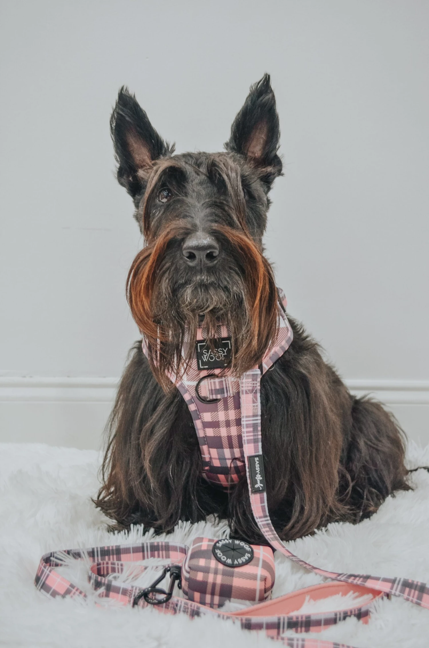 Dog Waste Bag Holder - Pawberry 7 Dog Waste Bag Holder - Pawberry - Image 5