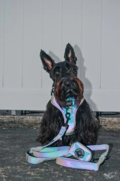 Dog Waste Bag Holder - Reflection -Furfinity Cheap Shop GINGER THESCOTTIEDOGGO 2 7b8c1da8 e606 453e b25c 6f757ef75ed7