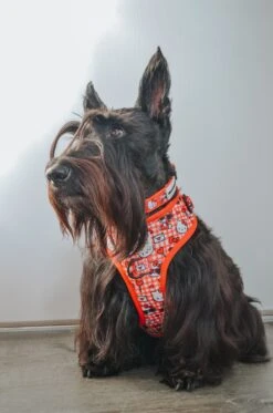 Dog Collar Three Piece Bundle - Hello Kitty® Red Classic -Furfinity Cheap Shop GINGER THESCOTTIEDOGGO 2 a428d70e 7778 4c3a 9bd7 60290a1ca9aa