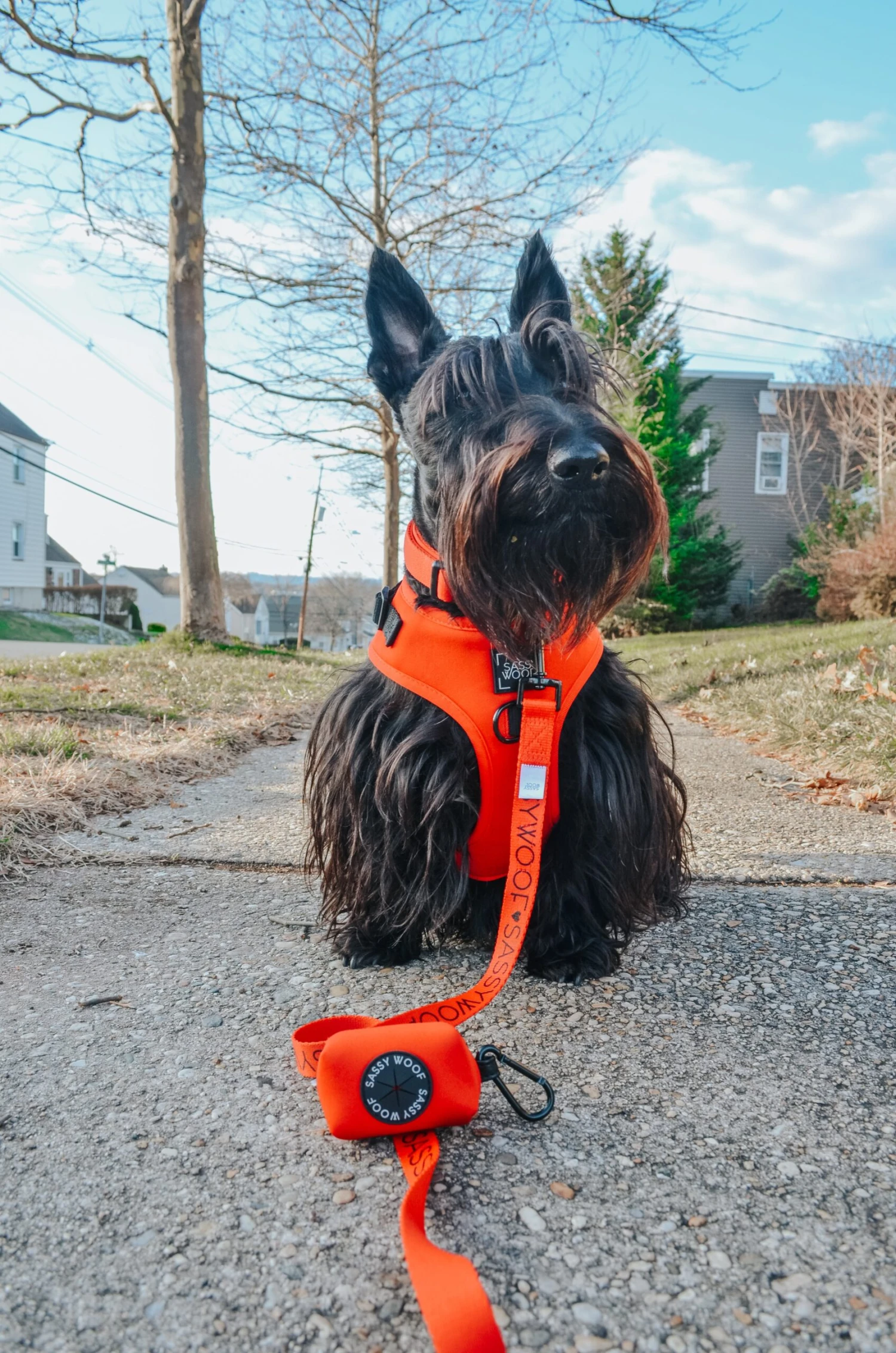 Dog Four Piece Bundle - Neon Red 20 Dog Four Piece Bundle - Neon Red - Image 18