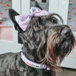 Dog Sailor Bow - BARBIE™ Closet Goals -Furfinity Cheap Shop GINGER THESCOTTIEDOGGO 3 6e039f45 af98 4b81 b4aa e6caf0278dca