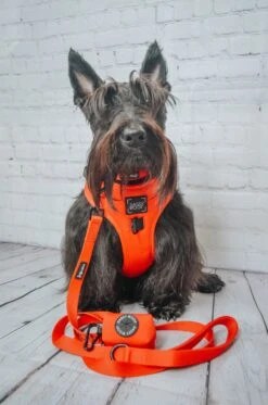Dog Adjustable Harness - Neon Red -Furfinity Cheap Shop GINGER THESCOTTIEDOGGO 3 9395df54 e356 4b45 9f79 cef6a22cdce0