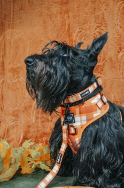 Dog Four Piece Bundle - Spiced Harvest -Furfinity Cheap Shop GINGER THESCOTTIEDOGGO 4 4fd49100 21f2 40ce 8ec0 ebfb169aa444