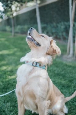 Dog Collar - Glam Goldens -Furfinity Cheap Shop GOLDENLIFEWITHWINNIE 2
