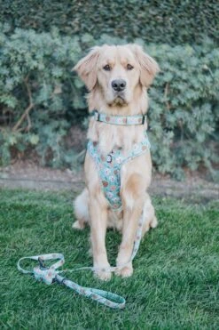 Dog Adjustable Harness - Glam Goldens -Furfinity Cheap Shop GOLDENLIFEWITHWINNIE 4 ef9ea27c 818d 4bac ad62 c5d8f933513a