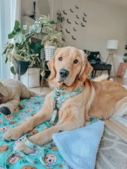 Dog Adjustable Harness - Glam Goldens -Furfinity Cheap Shop GOLDENRETRIEVEROAKLEYY 2 7e42a746 1b04 4faf 8980 fde0d96ec86c